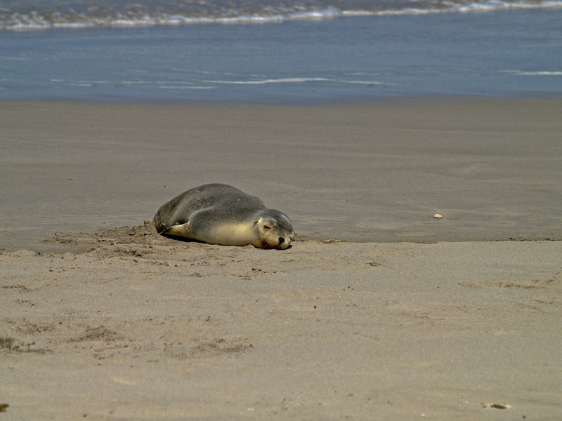 Kangaroo Island, Sea Lion